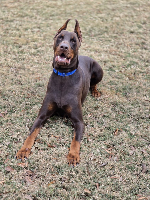 HARVEY - Doberman Pinscher available for adoption