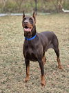HARVEY - Photo 3