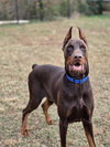 HARVEY - Photo 4