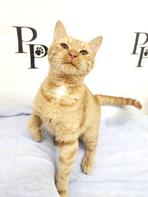 ECHO - Domestic Short Hair available for adoption