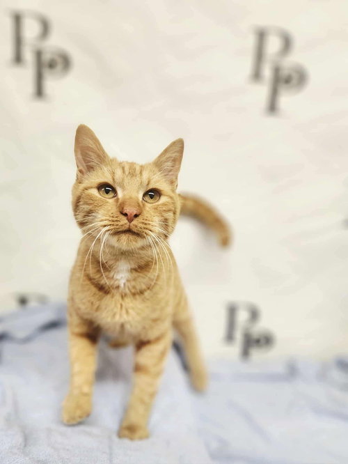 ECHO - Domestic Short Hair available for adoption