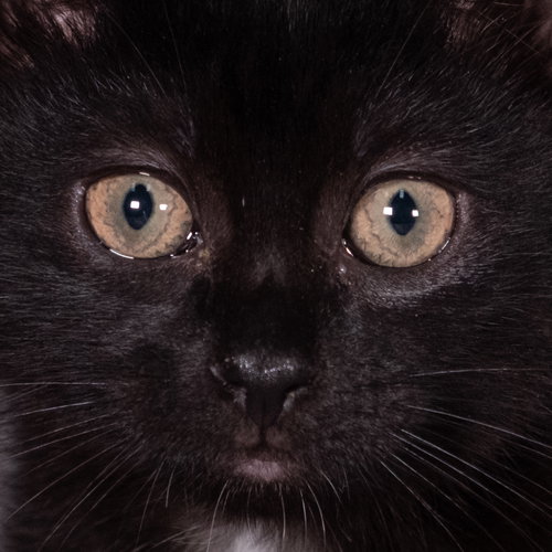 SANTA MARIA - ANDREA FOSTER - Domestic Medium Hair available for adoption