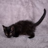 Santa Maria - Andrea foster - Photo 4