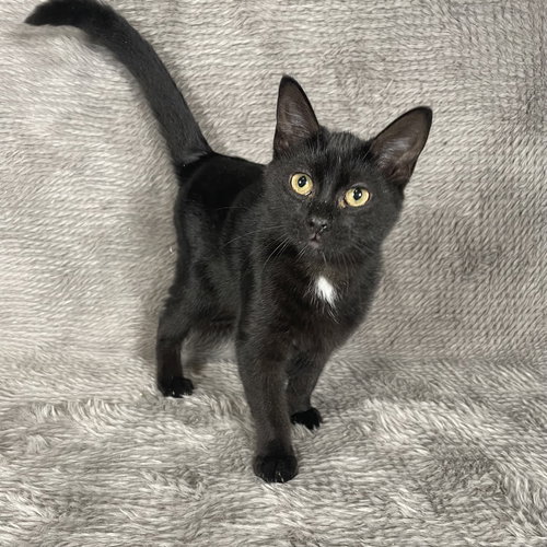 SANTA MARIA - ANDREA FOSTER - Domestic Medium Hair available for adoption