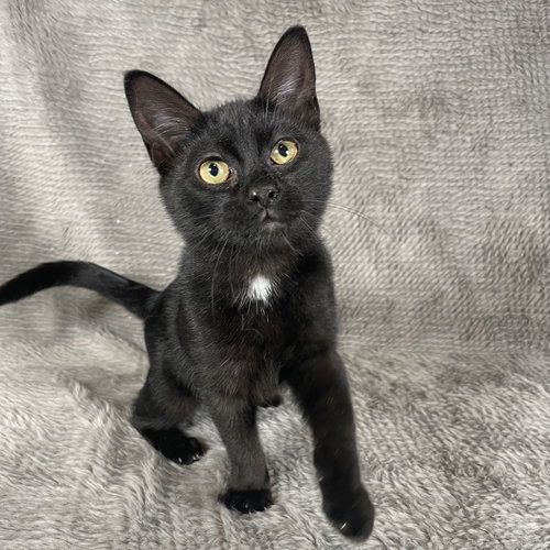 SANTA MARIA - ANDREA FOSTER - Domestic Medium Hair available for adoption