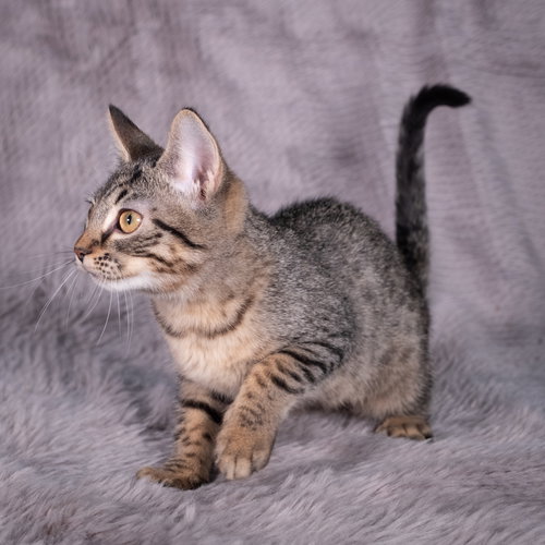 picture of the cat needing adoption