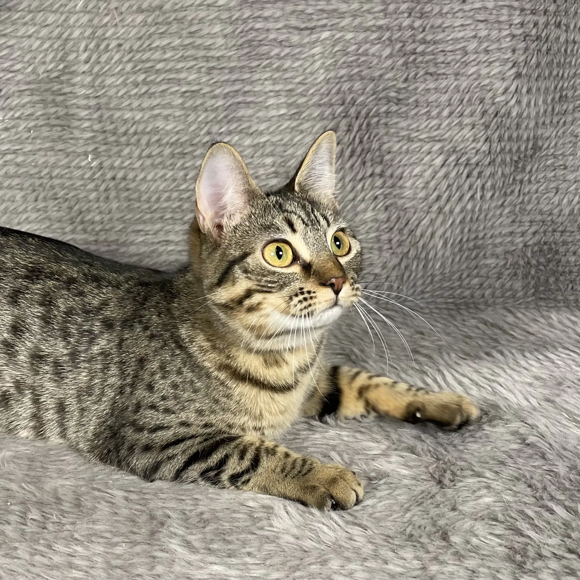 Fleetwood - Andrea Foster - Domestic Short Hair