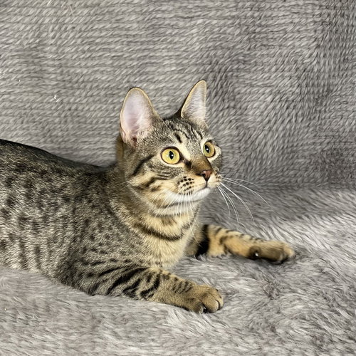 FLEETWOOD - ANDREA FOSTER - Domestic Short Hair available for adoption