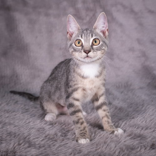 picture of the cat needing adoption
