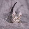 Palm Harbor - Andrea - Photo 4