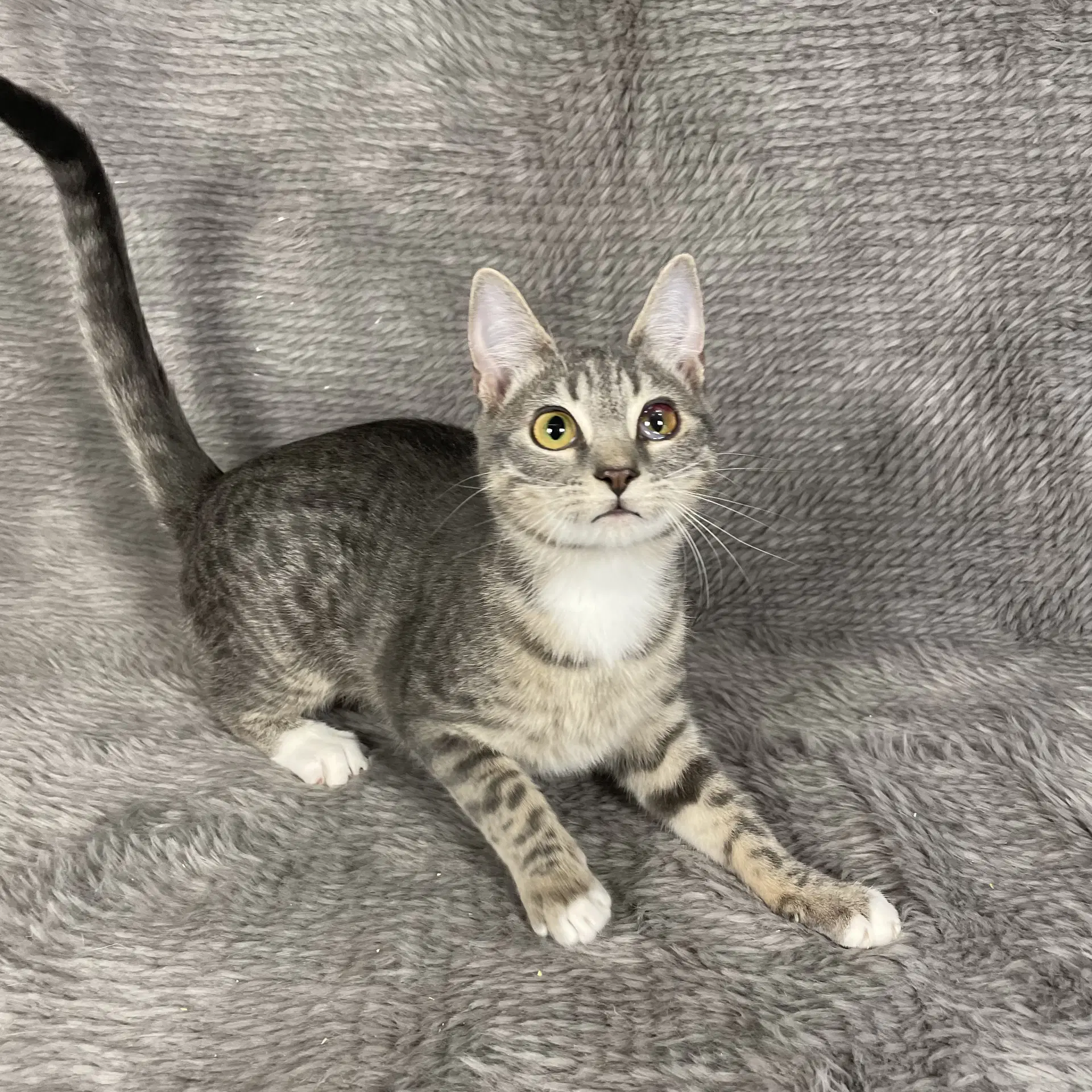 Palm Harbor - Andrea - Domestic Short Hair