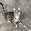 Palm Harbor - Andrea - Photo 1