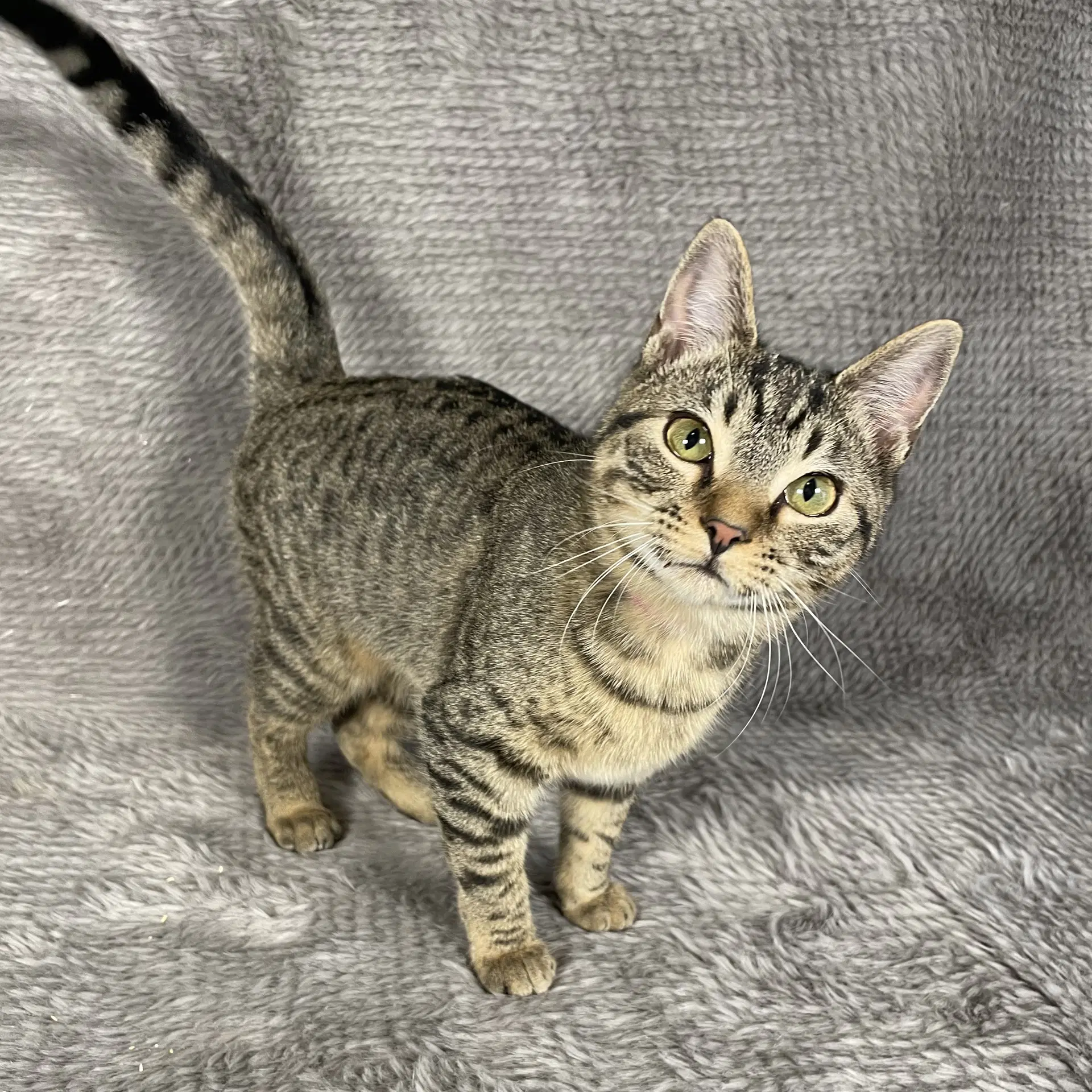 Skyline - Andrea Foster - Domestic Short Hair