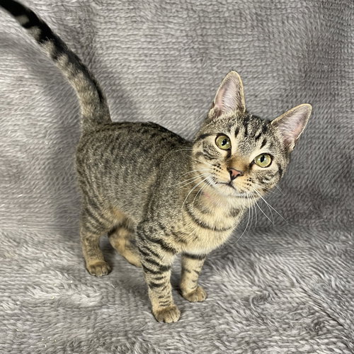 SKYLINE - ANDREA FOSTER - Domestic Short Hair available for adoption