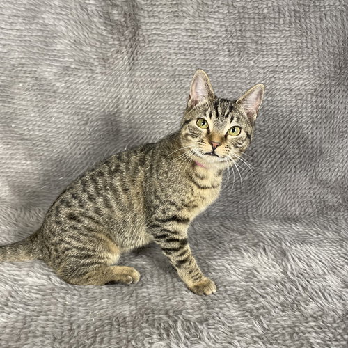 SKYLINE - ANDREA FOSTER - Domestic Short Hair available for adoption