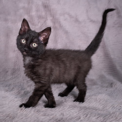 picture of the cat needing adoption