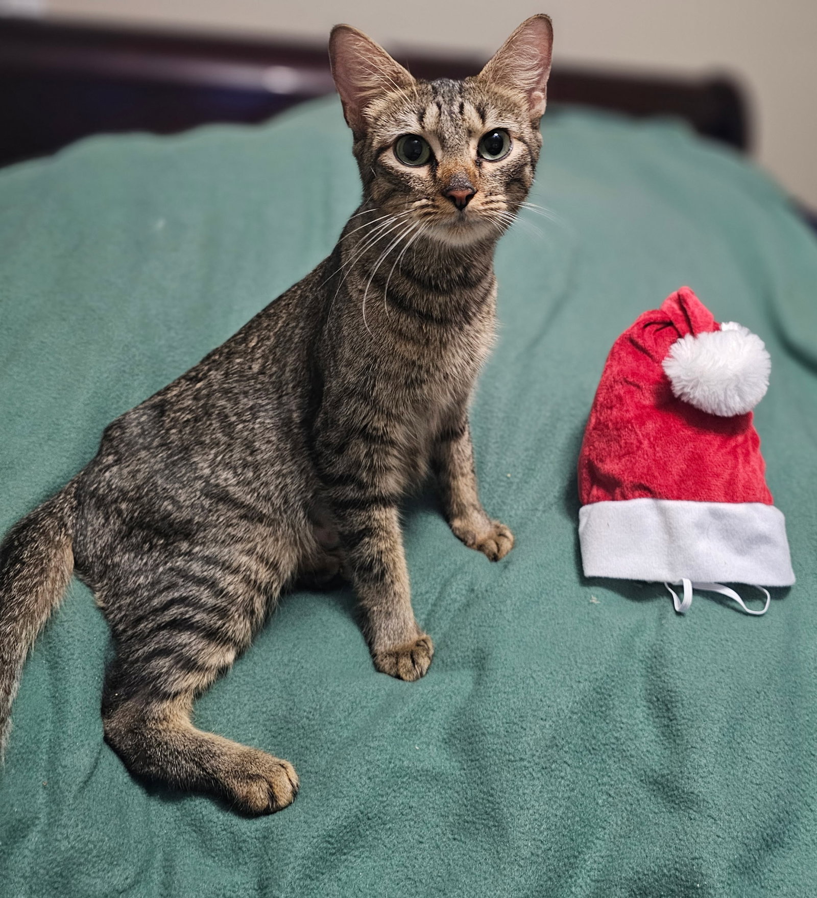 Macy Image