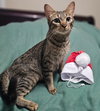 Macy - Photo 2