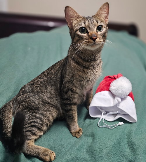 MACY - Domestic Short Hair available for adoption