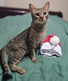 Macy - Photo 3