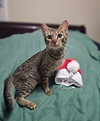 Macy - Photo 4