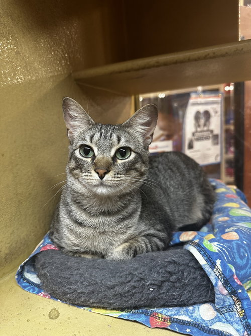 MACY - Domestic Short Hair available for adoption
