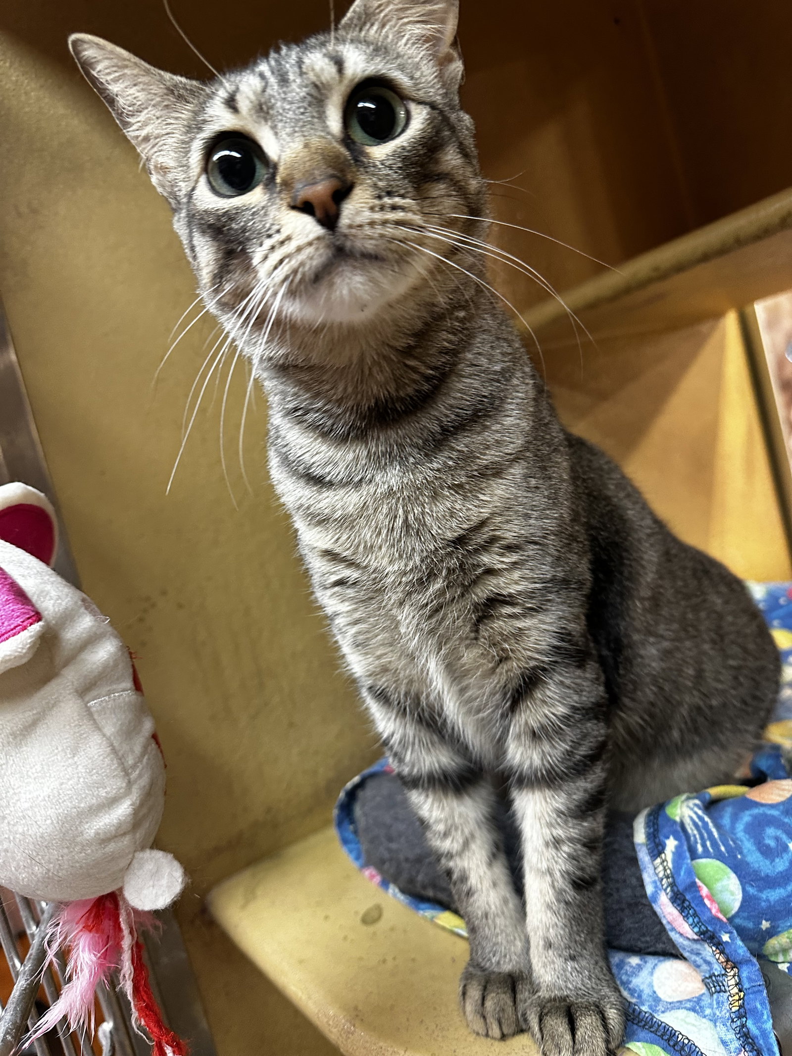 Macy Image
