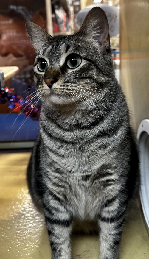 Macy, an adoptable Domestic Short Hair in Social Circle, GA