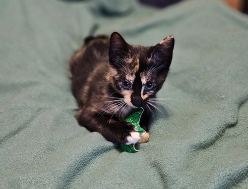 MINNIE - Domestic Short Hair available for adoption