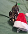 Minnie - Photo 3