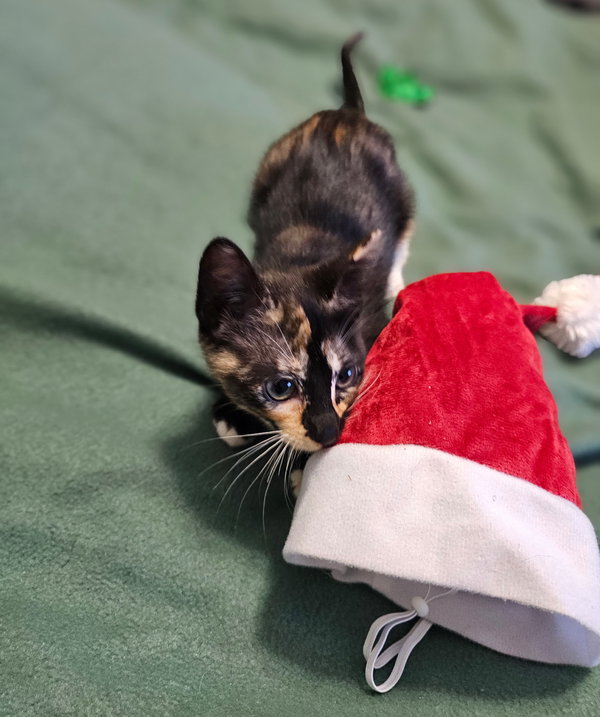 Minnie