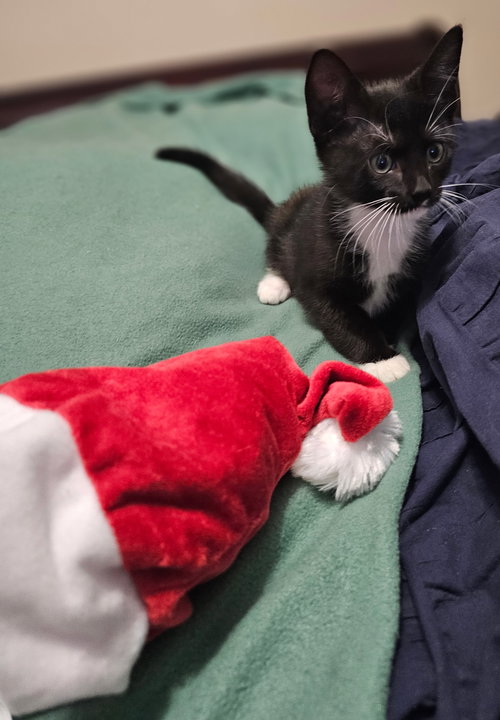 picture of the cat needing adoption