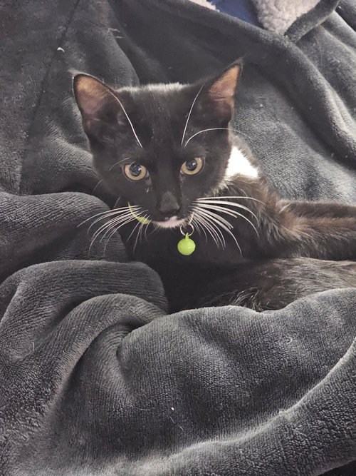BUZZ - Domestic Short Hair available for adoption