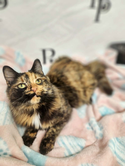 picture of the cat needing adoption