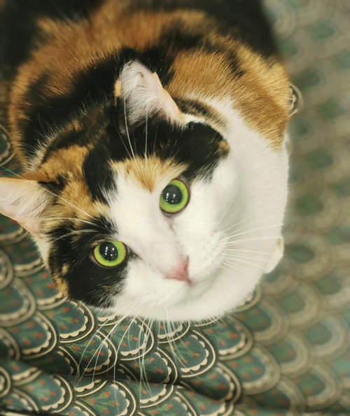 picture of the cat needing adoption