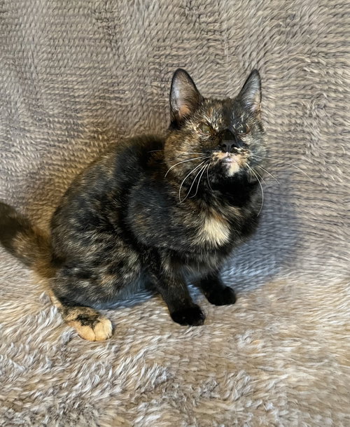 picture of the cat needing adoption