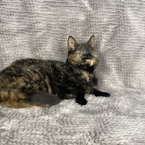 Plum - Andrea foster, an adoptable Domestic Short Hair in Social Circle, GA