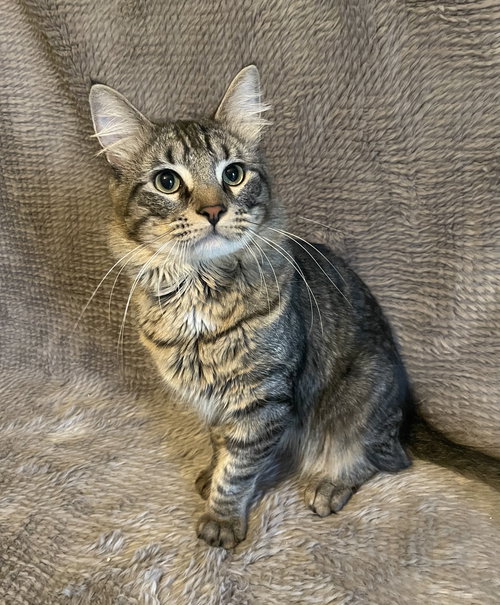 picture of the cat needing adoption