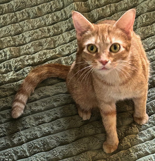 picture of the cat needing adoption