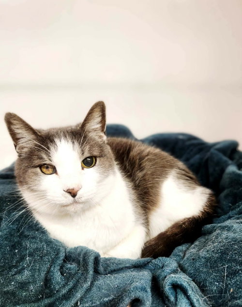 picture of the cat needing adoption