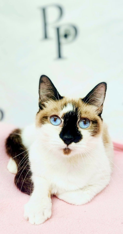 picture of the cat needing adoption