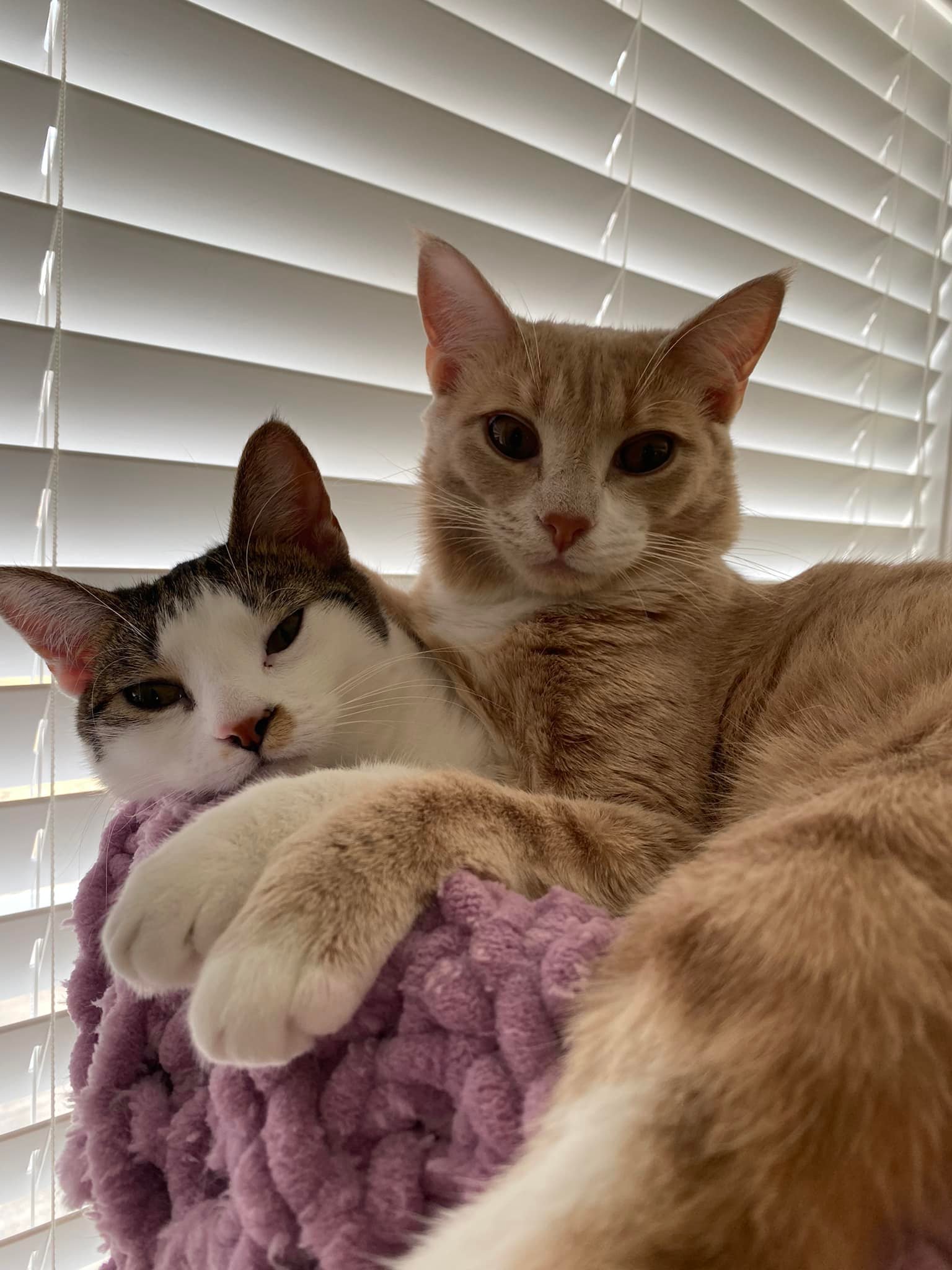 Sissy and Sassy - COURTESY POST