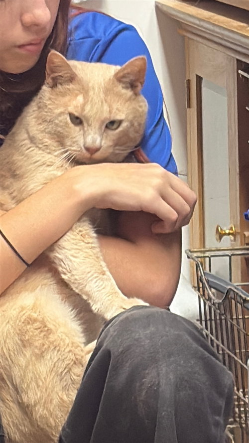 Earl, Adult Domestic Short Hair (short coat), cat for adoption in Roswell, Georgia