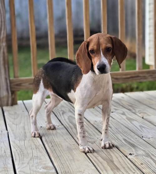 1..JOLENE - Beagle available for adoption