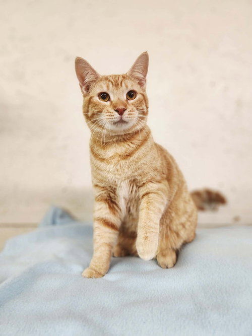 Cheddar Cheese, an adoptable Domestic Short Hair in Social Circle, GA