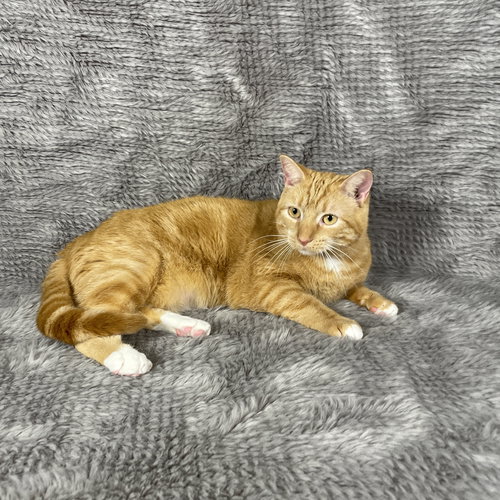 Persimmon - Andrea foster, an adoptable Domestic Short Hair in Social Circle, GA