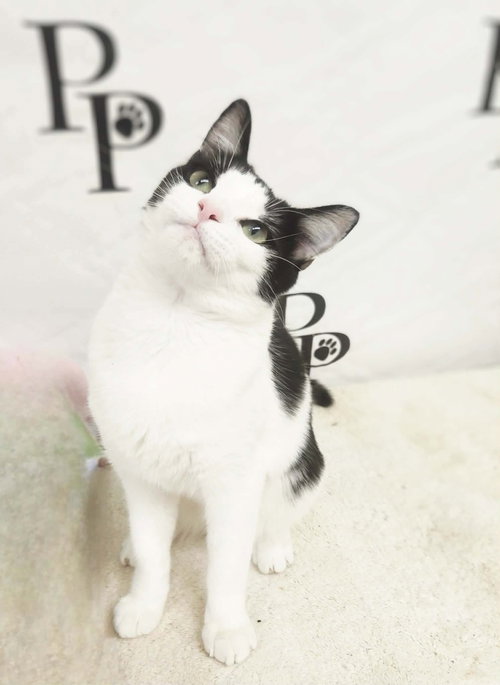 Dapper Dan, an adoptable Domestic Short Hair in Social Circle, GA
