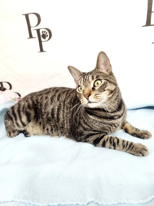 Peter Parker, an adoptable Domestic Short Hair in Social Circle, GA