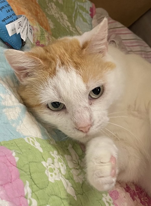 Peggy, Adult Domestic Short Hair (short coat), cat for adoption in Peachtree Corners, Georgia
