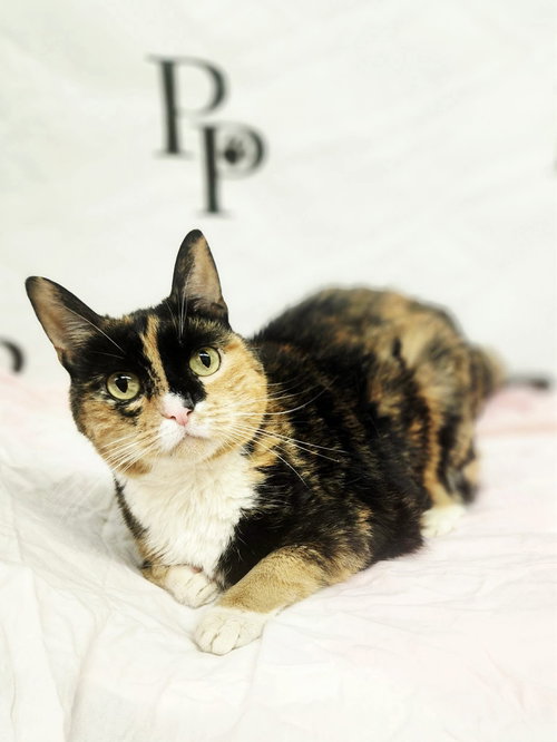 Panda, Senior Domestic Short Hair (short coat), cat for adoption in Peachtree Corners, Georgia